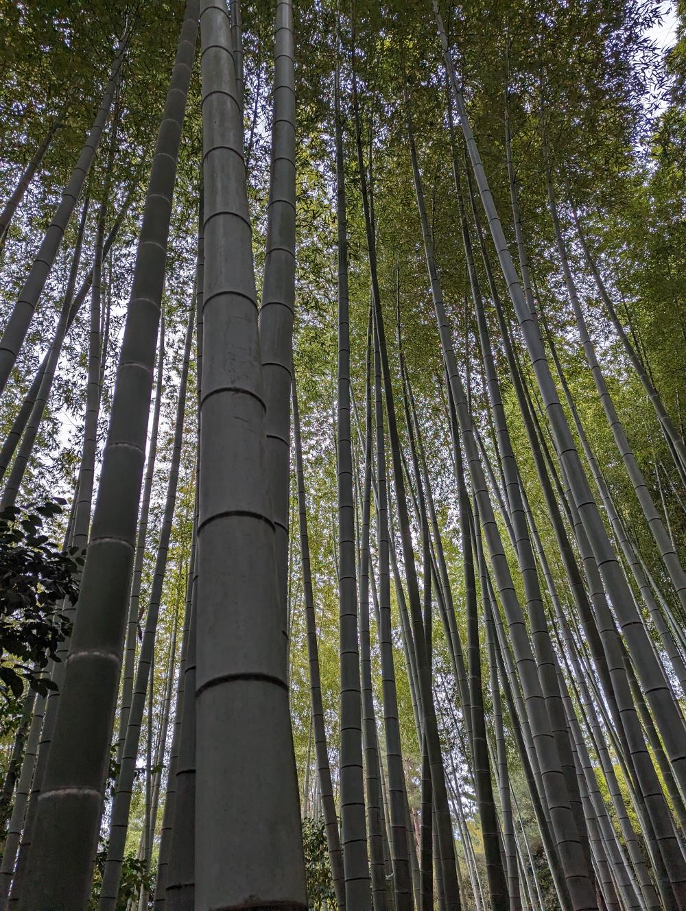 kyoto_bamboo_wp.jpg