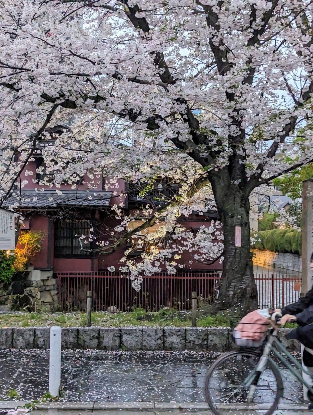 kyoto_spring.jpg